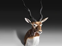The blackbuck (antilope cervicapra) shoulder mount, taxidermy trophy, h 80 cm - afbeelding 2 van  3