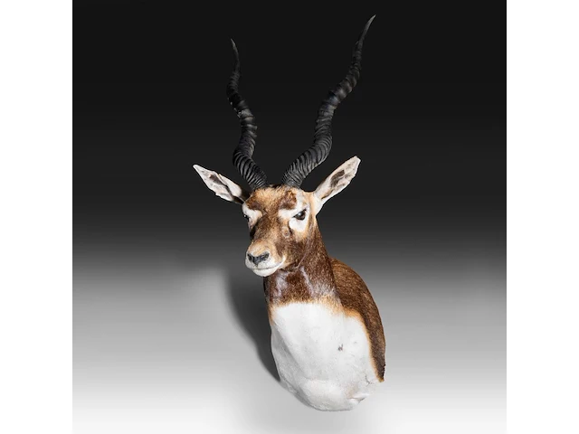 The blackbuck (antilope cervicapra) shoulder mount, taxidermy trophy, h 80 cm - afbeelding 3 van  3
