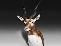 The blackbuck (antilope cervicapra) shoulder mount, taxidermy trophy, h 80 cm - afbeelding 3 van  3