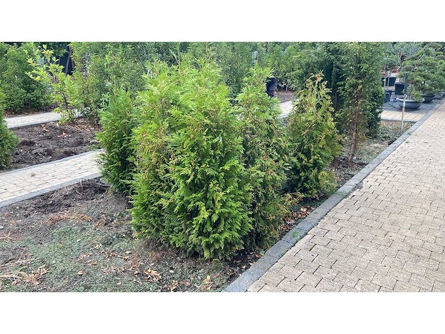 Thuja brabant 120-140cm - hagen (13x) - afbeelding 1 van  1