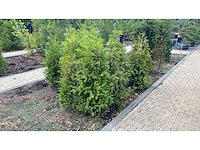 Thuja brabant 120-140cm - hagen (13x) - afbeelding 1 van  1