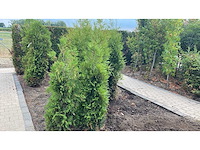 Thuja brabant 180-200cm - haag (13x) - afbeelding 1 van  1