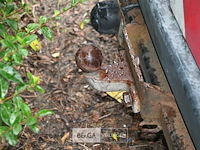 Toyota lichte vrachtwagen - afbeelding 13 van  18