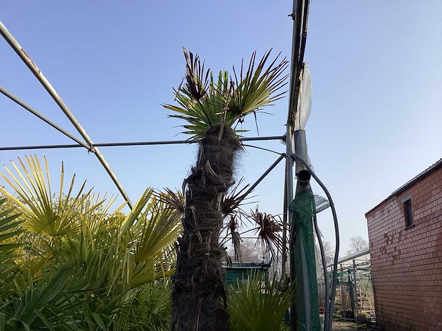 Trachycarpus 3 meter - afbeelding 1 van  2
