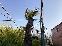 Trachycarpus 3 meter - afbeelding 1 van  2