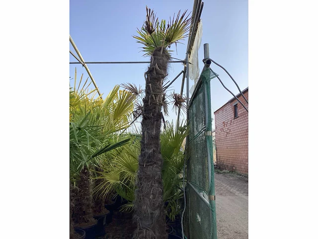 Trachycarpus 3 meter - afbeelding 2 van  2