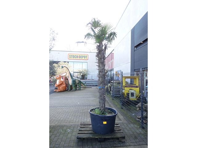 Trachycarpus fortunei - afbeelding 1 van  2