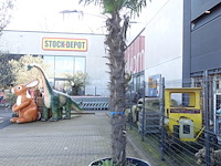 Trachycarpus fortunei - afbeelding 1 van  2