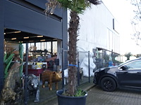 Trachycarpus fortunei - afbeelding 2 van  2