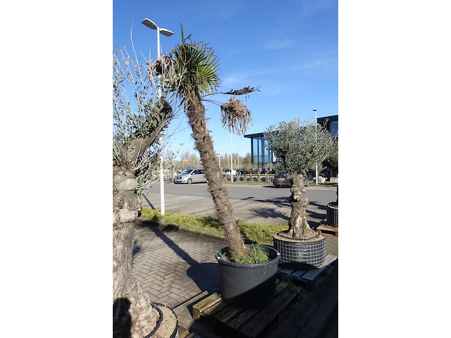 Trachycarpus fortunei - afbeelding 1 van  2