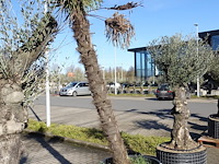 Trachycarpus fortunei - afbeelding 1 van  2