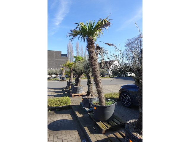 Trachycarpus fortunei - afbeelding 2 van  2