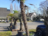 Trachycarpus fortunei - afbeelding 2 van  2