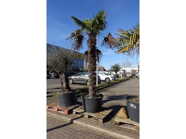 Trachycarpus fortunei - afbeelding 1 van  2