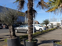 Trachycarpus fortunei - afbeelding 1 van  2