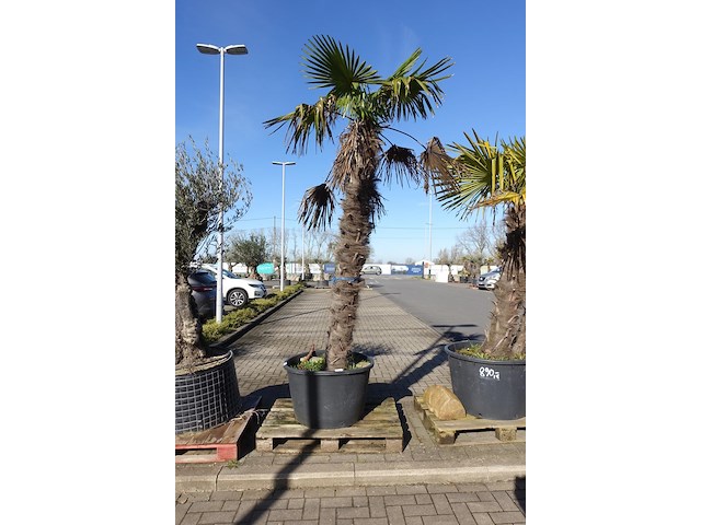 Trachycarpus fortunei - afbeelding 2 van  2