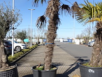 Trachycarpus fortunei - afbeelding 2 van  2