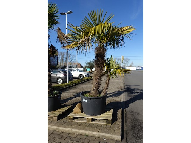 Trachycarpus fortunei - afbeelding 1 van  2