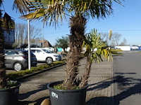 Trachycarpus fortunei - afbeelding 1 van  2