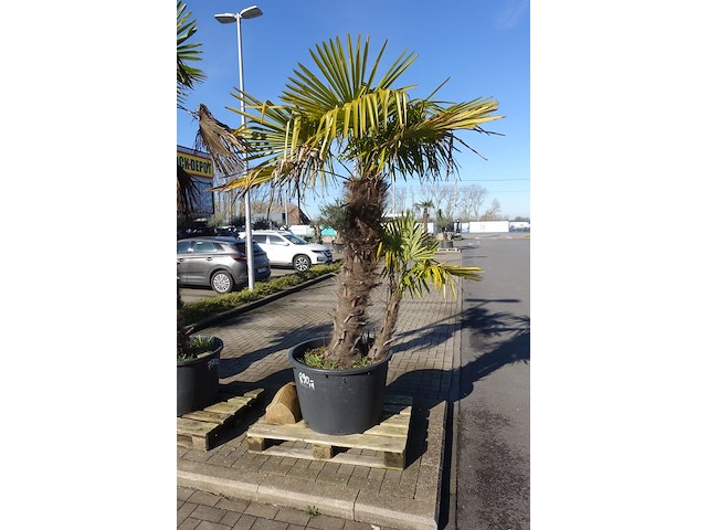 Trachycarpus fortunei - afbeelding 2 van  2