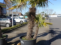 Trachycarpus fortunei - afbeelding 2 van  2