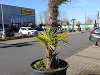 Trachycarpus fortunei - afbeelding 1 van  2