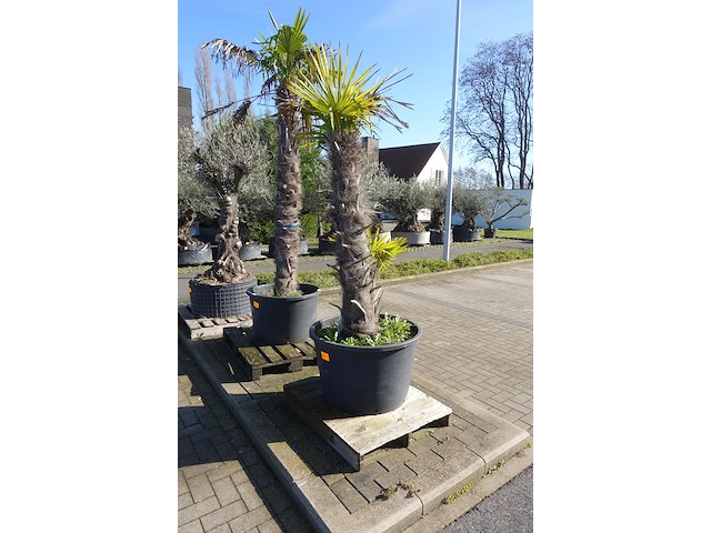 Trachycarpus fortunei - afbeelding 2 van  2