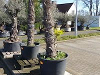 Trachycarpus fortunei - afbeelding 2 van  2