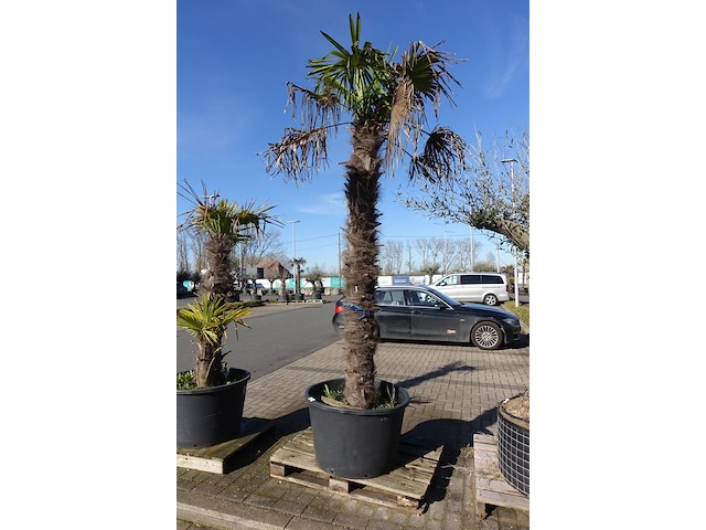 Trachycarpus fortunei - afbeelding 1 van  2