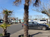 Trachycarpus fortunei - afbeelding 1 van  2