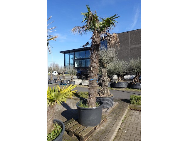 Trachycarpus fortunei - afbeelding 2 van  2