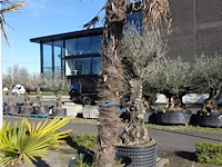 Trachycarpus fortunei - afbeelding 2 van  2