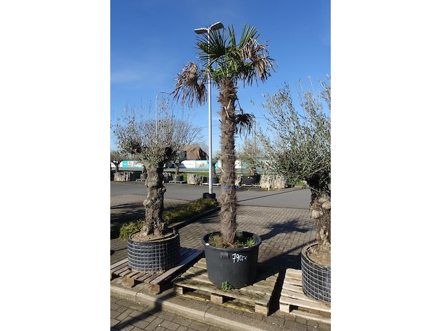 Trachycarpus fortunei - afbeelding 1 van  2