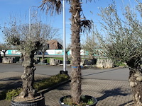 Trachycarpus fortunei - afbeelding 1 van  2