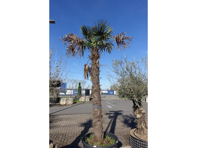 Trachycarpus fortunei - afbeelding 2 van  2