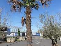 Trachycarpus fortunei - afbeelding 2 van  2