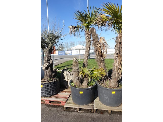 Trachycarpus fortunei - afbeelding 1 van  2