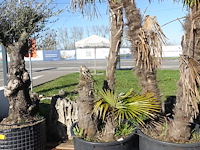 Trachycarpus fortunei - afbeelding 1 van  2