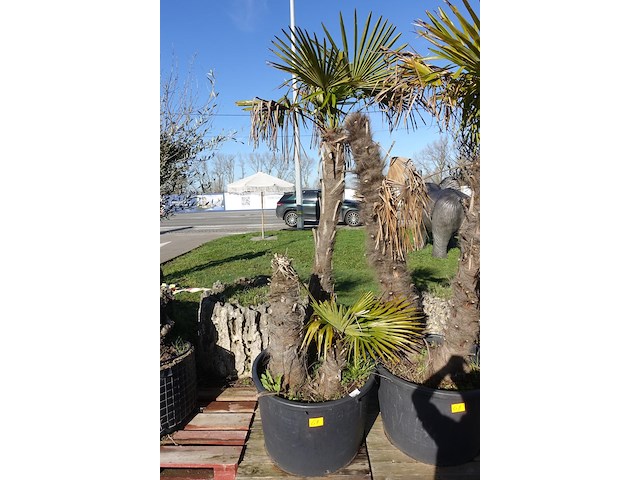 Trachycarpus fortunei - afbeelding 2 van  2