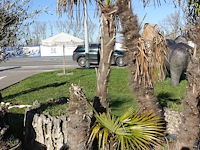 Trachycarpus fortunei - afbeelding 2 van  2