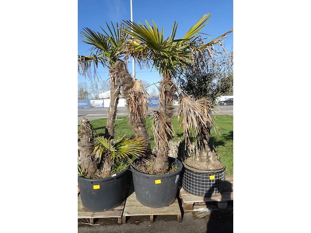 Trachycarpus fortunei - afbeelding 1 van  2