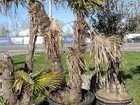 Trachycarpus fortunei - afbeelding 1 van  2