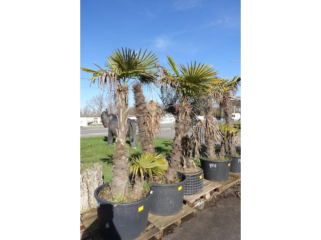 Trachycarpus fortunei - afbeelding 2 van  2