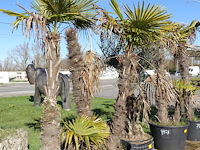 Trachycarpus fortunei - afbeelding 2 van  2