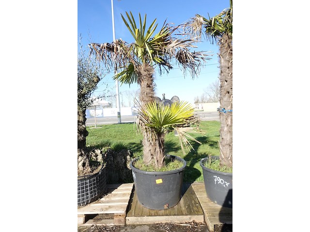 Trachycarpus fortunei - afbeelding 1 van  2