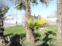 Trachycarpus fortunei - afbeelding 1 van  2