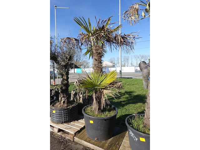 Trachycarpus fortunei - afbeelding 2 van  2
