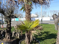 Trachycarpus fortunei - afbeelding 2 van  2