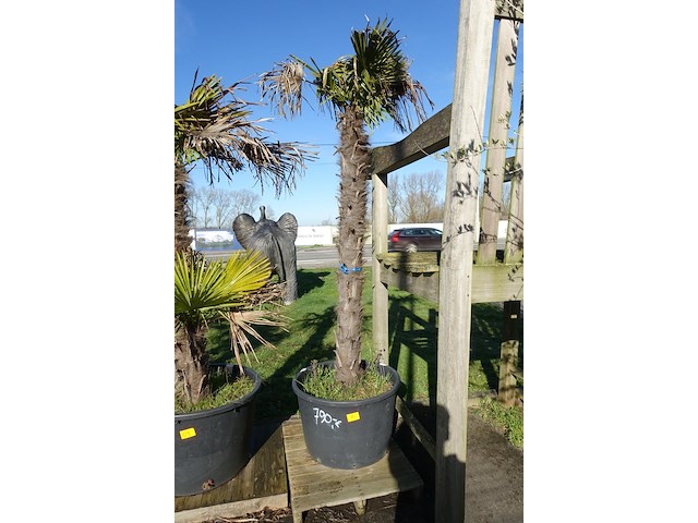 Trachycarpus fortunei - afbeelding 1 van  2