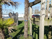 Trachycarpus fortunei - afbeelding 1 van  2